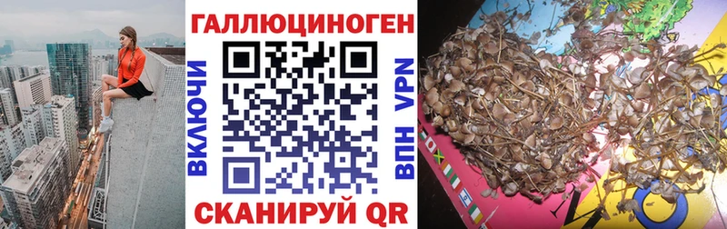 маркетплейс состав Злынка Псилоцибиновые грибы Magic Shrooms где найти наркотики